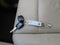 2009 Honda Pilot EX-L